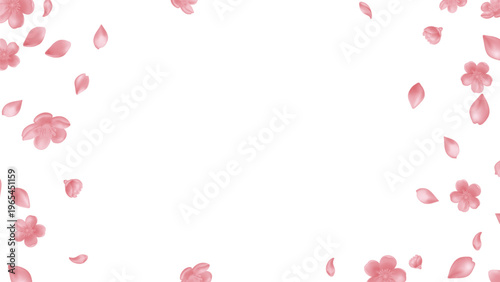 pink Sakura flowers and petals falling and floating around the edges creating  natural floral frame Isolated transparency background