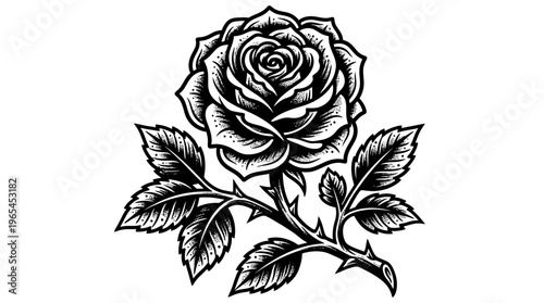 Detailed black and white rose flower illustration with thorns and leaves in traditional tattoo style on white background, ideal for tattoo design, apparel printing and floral decoration