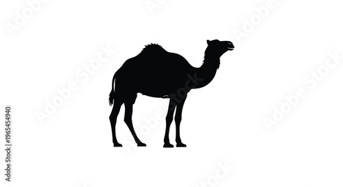 A striking black silhouette of a dromedary camel stands prominently against a clean white background silhouette high quality