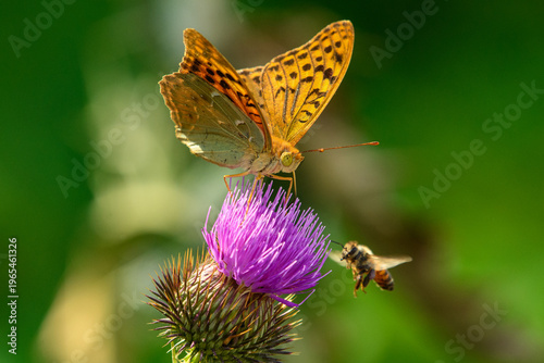 Butterfly and bee pollinating purple thistle flower in nature