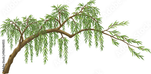 Weeping willow tree branch with green leaves on white background