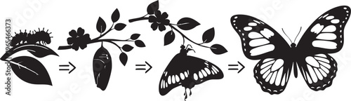 Life cycle of a butterfly from egg to winged adult isolated on transparent background, Vector