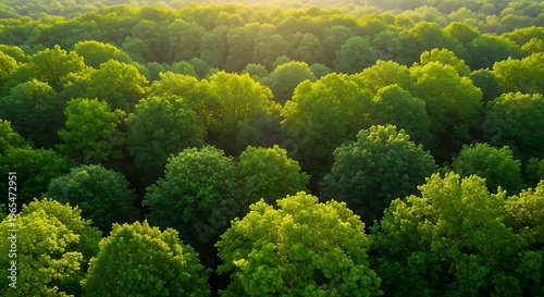 Lush Green Forest Canopy Bathed in Golden Sunlight, Serene Natural Landscape View