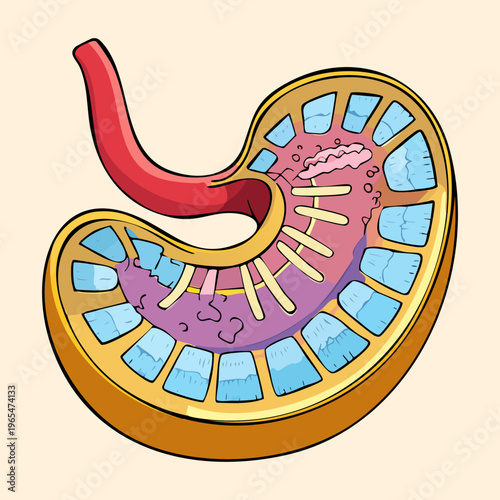 Detailed cross section of human stomach organ showing internal gastric folds and digestive layers for medical science and biological education purpose