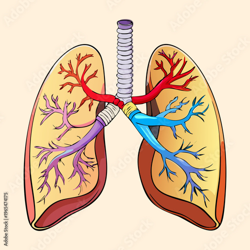 Detailed anatomical structure of human lungs and bronchial tree showing blood vessels and respiratory pathways for medical and scientific educational study