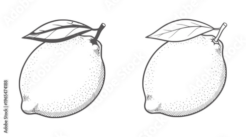 Two hand drawn lemons with leaves white fruit citrus food vintage