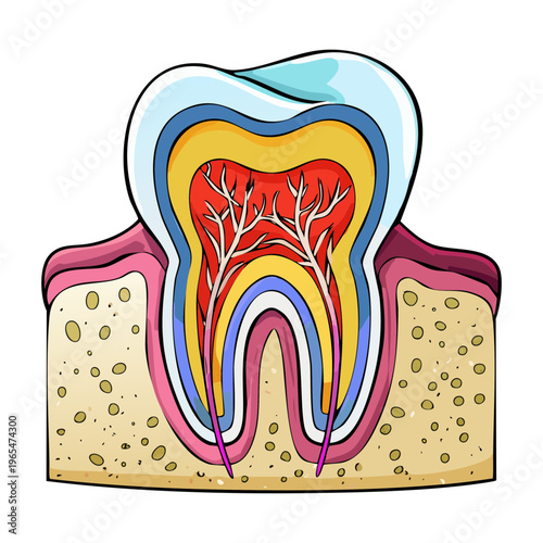 Anatomical tooth illustration with internal layers including blood vessels and nerves for professional dentistry and oral health science presentation