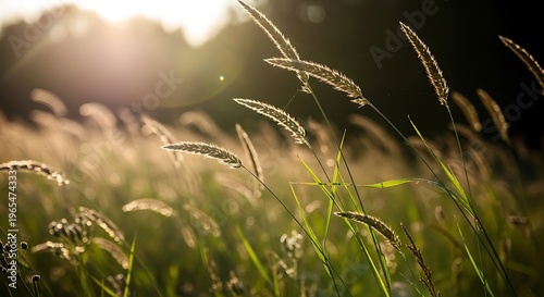 Golden hour light bathes a serene field of swaying grass, creating a tranquil and warm natural landscape at sunset with sun flare