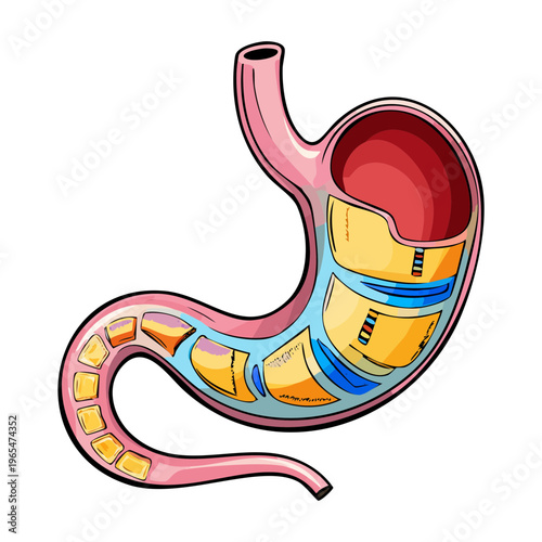 Anatomical view of the human stomach showing the gastric lining and muscular wall for educational purposes in medicine and biology