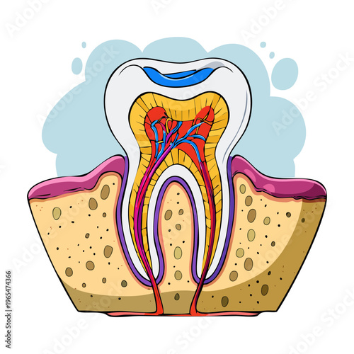 Detailed cross section of a human tooth showing enamel dentin pulp and root structure for dental medicine and health education
