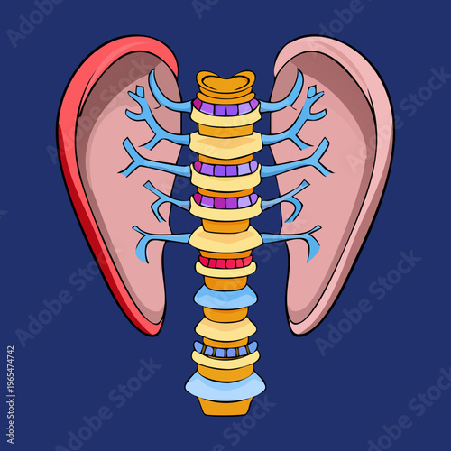 Detailed illustration of the human rib cage and thoracic spine showing the skeletal structure protecting internal organs for medical education