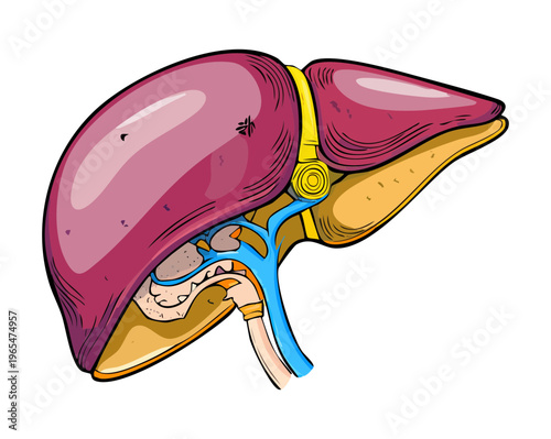 Side view of human liver anatomy illustrating the hepatic lobes and connection to the biliary system for medical students and professionals