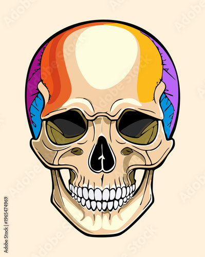 Frontal view of human skull anatomy showing facial bones and cranium structure for medical education and forensic science research documentation