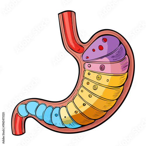 Anatomical view of human stomach with colorful internal sections highlighting different gastric regions for medical students and healthcare professional education