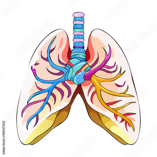 Detailed anatomical drawing of human lungs showing internal airway network for pulmonology studies and medical professional respiratory health training materials