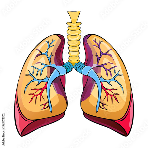 Human lungs anatomy with detailed bronchial tubes for respiratory health education and medical science research and professional clinical study and presentation
