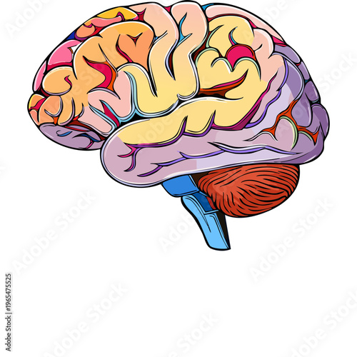 Human brain anatomy showing internal structures and vascular pathways for neurological education and medical science research and professional healthcare materials and