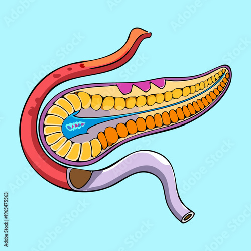 Anatomical illustration of the human pancreas showing its connection to the duodenum for medical science education and digestive health professional training