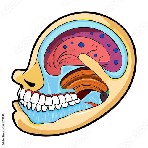 Cross section of human ear anatomy showing inner ear structures for audiology education and medical science research and professional clinical study