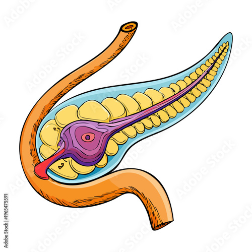 Detailed medical drawing of the human pancreas showing vascular structure for endocrinology education and digestive system health professional research and study
