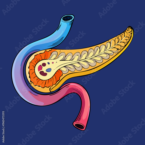 Human pancreas anatomy with colorful regions for medical science education and digestive health professional training and clinical research and presentation materials
