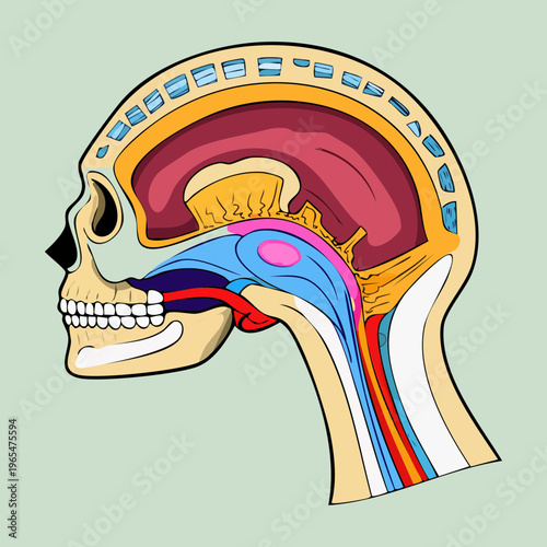 Cross section of human skull showing brain and nasal cavity for medical education and ENT professional training and clinical science research