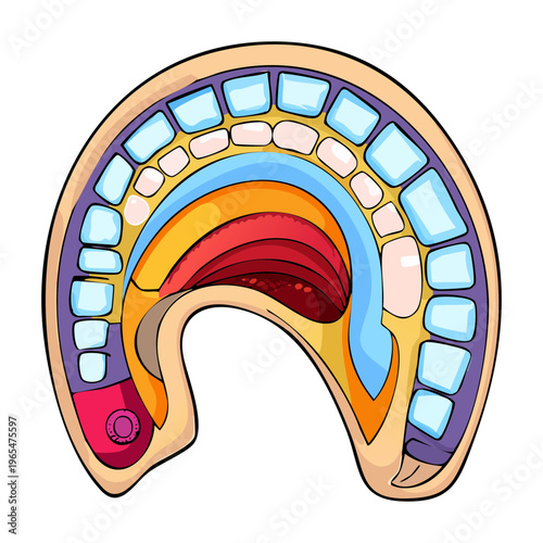 Anatomical model of human chest with internal organs for medical science education and thoracic health professional training and clinical research purposes