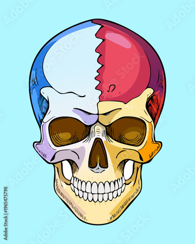 Detailed medical drawing of human skull anatomy for forensic science education and medical professional training and clinical research and study purposes
