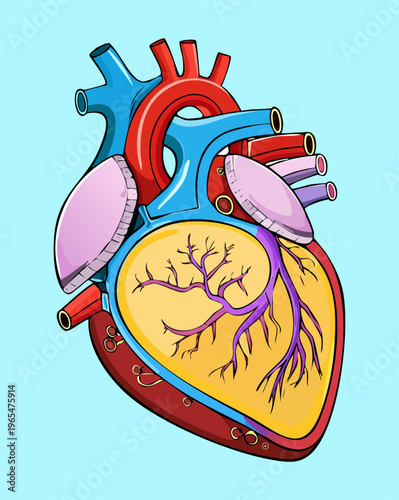 Anatomical illustration of the human heart with colorful regions for cardiology education and medical professional training and clinical research and presentation