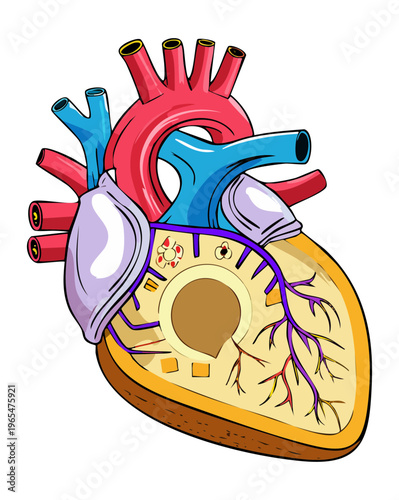 Cross section of the human heart showing internal chambers for cardiology education and medical science research and professional healthcare training materials