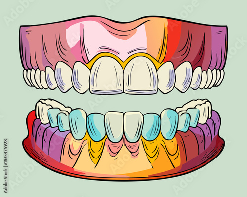 Anatomical drawing of human teeth and gums for dental education and professional oral health care training and clinical science research purposes