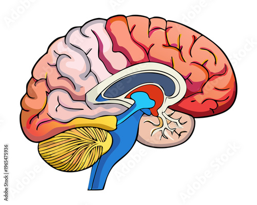 Detailed anatomical illustration of the human brain for neurology education and medical science research and professional healthcare professional training and study