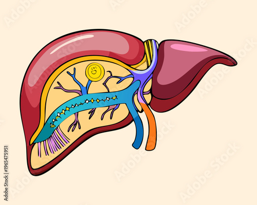 Detailed anatomical drawing of human liver showing vascular structure for medical science education and digestive health professional training and clinical research