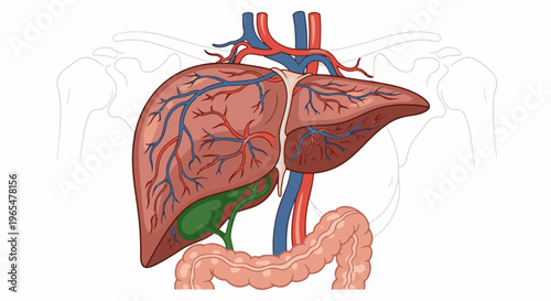 Illustration of human digestive system, emphasizing liver, gallbladder, and intestines