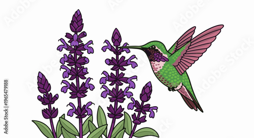 Green hummingbird with pink wings drinks nectar from purple flowers