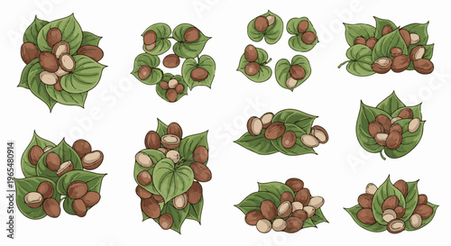 Various illustrations of nuts nestled among green leaves, some nuts split open