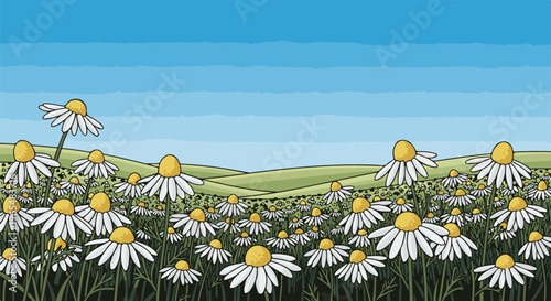 A wide field of white and yellow daisies under a clear blue sky with rolling green hills in the background