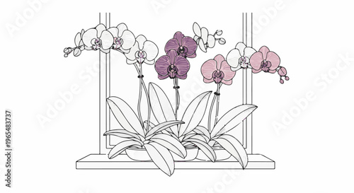 Three potted orchid plants with white and purple flowers sit on a windowsill