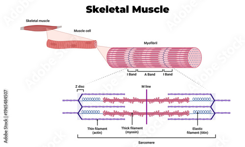 Photos Skeletal Muscle Anatomy Illustration – Human Voluntary Muscle Structure Diagram