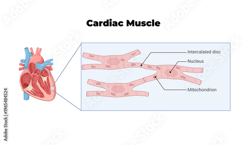 Foto Cardiac Muscle Anatomy Illustration – Human Heart Muscle Structure Diagram