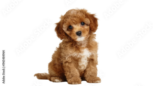фотографія Isolated fluffy brown maltipoo puppy sitting and looking at camera with adorable