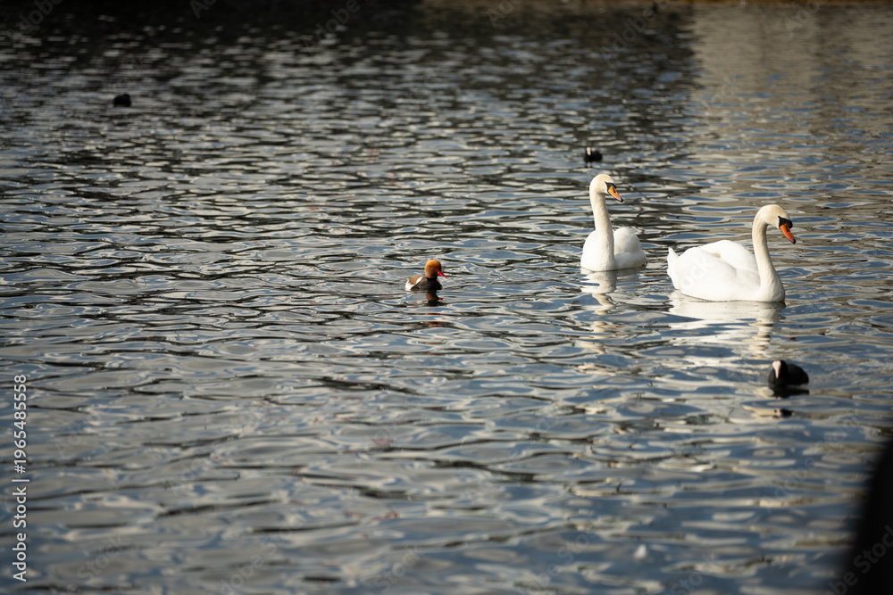 Fototapeta premium Two white swans and a ruddy shelduck swimming peacefully in rippled water