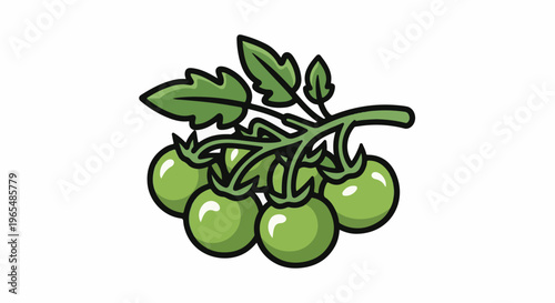 Fresh green tomatoes on the vine, ripe for picking