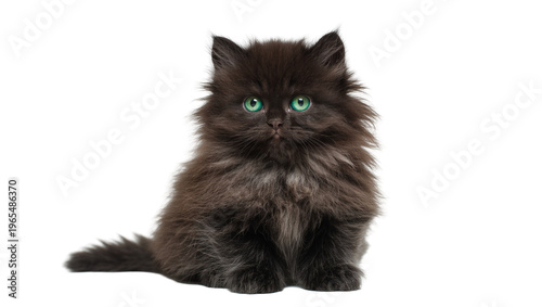 Isolated cute fluffy black kitten with stunning green eyes looking directly at the camera