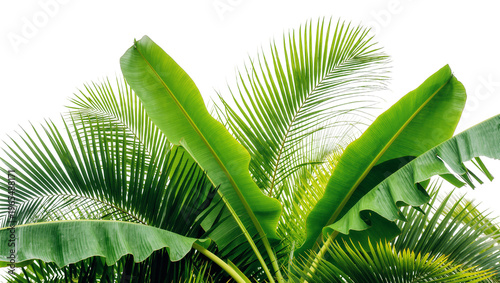 Isolated tropical banana and palm leaves a vibrant fresh green for natural summer design