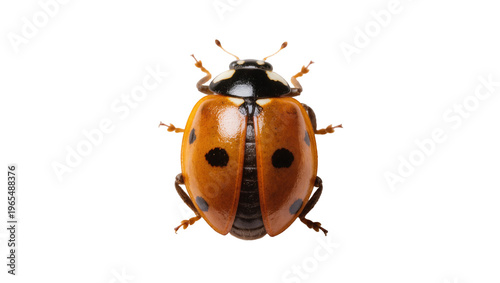 Isolated top-down studio shot of a vibrant orange ladybug with black spots