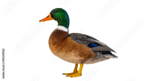 Bild auf Leinwand Isolated vibrant mallard duck standing in profile, full body, colorful male wate