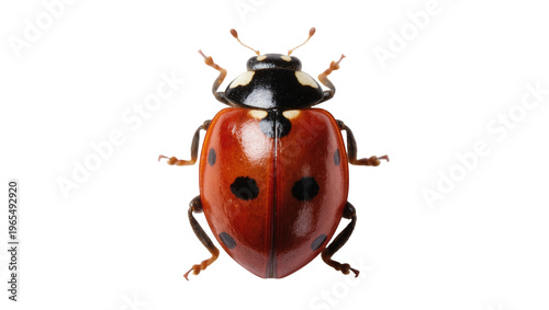Isolated ladybug beetle, vibrant red shell with black spots, common garden insect pest control