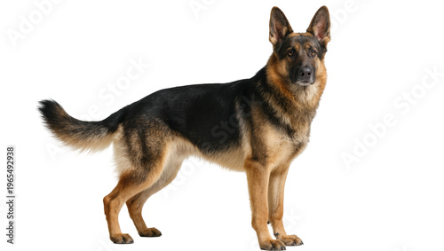 Foto Isolated beautiful German Shepherd dog standing alertly, looking forward, full b