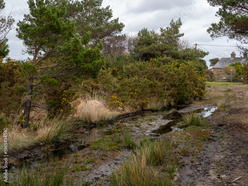 A few of some typical Heath land in southern Dorset showing grass and pine trees and water filled path